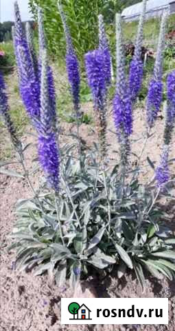 Вероника седая, многолетнее растение Шебекино - изображение 1