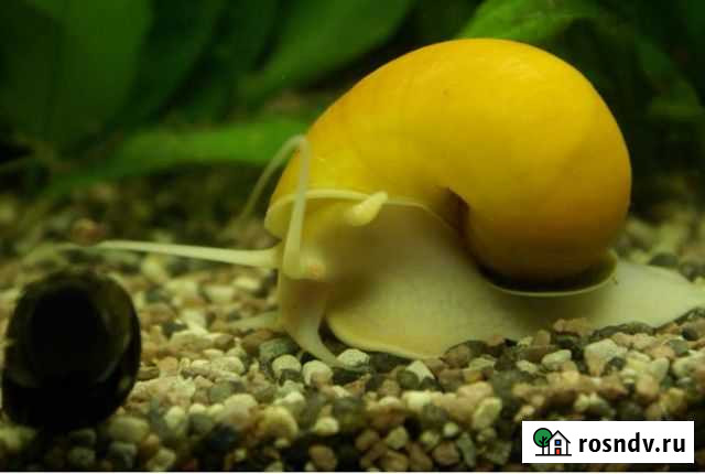 Улитки ампулярий Рыбинск - изображение 1