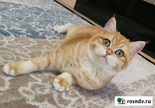 Британская золотая шиншилла Ижевск - изображение 1