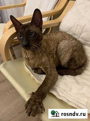 Корниш-рекс вязка Санкт-Петербург - изображение 1