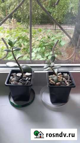 Толстянка Нижний Новгород - изображение 1