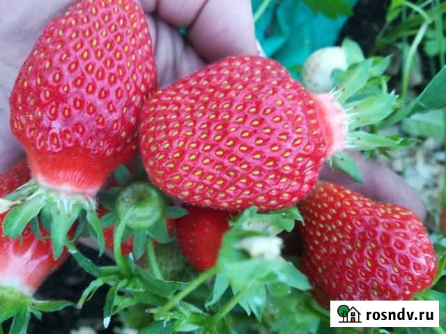 Семена клубники Марышка Калуга - изображение 1
