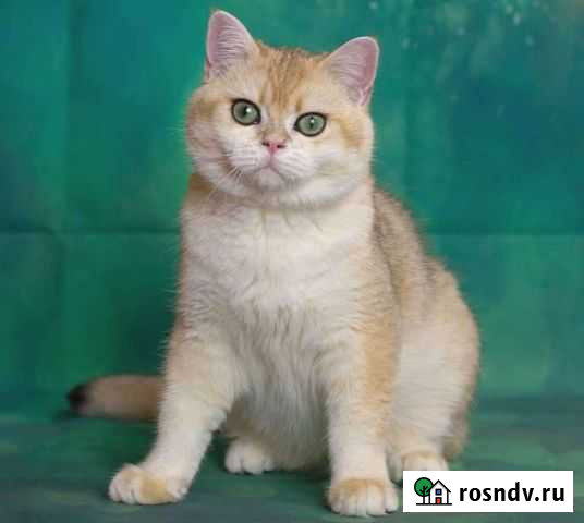 Британский золотой котик Санкт-Петербург - изображение 1