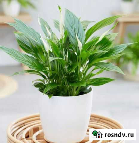 Спатифиллум Перл Купидо Мини/Spathifhyllum Cupido Барнаул - изображение 1