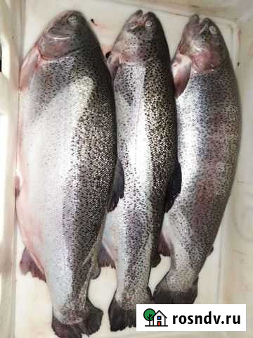 Форель свежая Минусинск - изображение 1