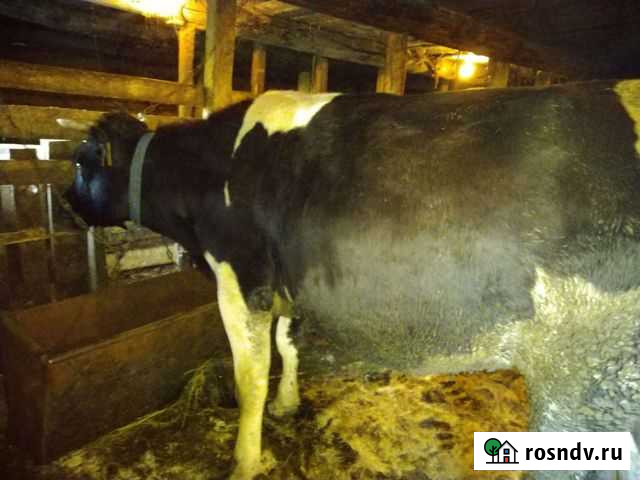 Корова нетель Рябово - изображение 1