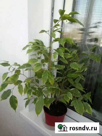 Антуриумы,Фикус, Замиокулькас, Хлорофитум Нижний Новгород - изображение 1