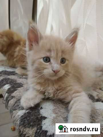 Мейн Кун Курск - изображение 1