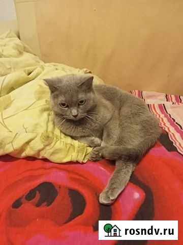 Британская Токсово - изображение 1