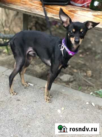 Вязка. Опытный мальчик Волгоград - изображение 1