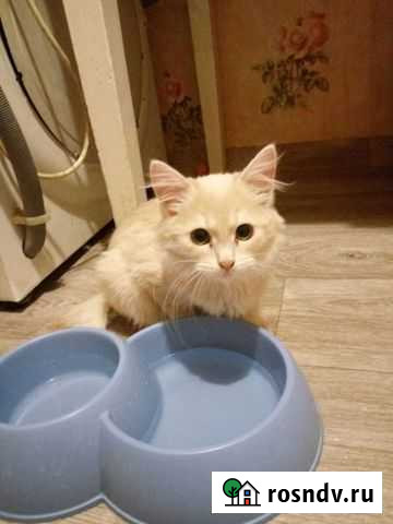 Отдам бесплатно Пермь - изображение 1