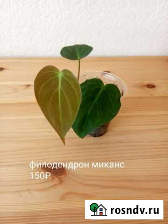 Филодендрон сканденс краснеющий хастатум миканс бр Краснодар - изображение 1