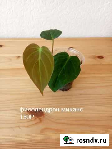 Филодендрон сканденс краснеющий хастатум миканс бр Краснодар - изображение 1