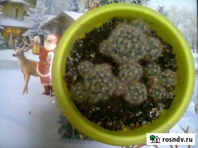 Кактус Омск - изображение 1