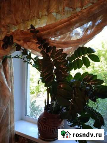 Замиокулькас Рязань - изображение 1