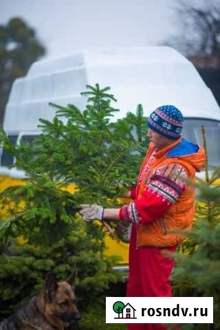 Лапник пихты нордмана Калининград - изображение 1