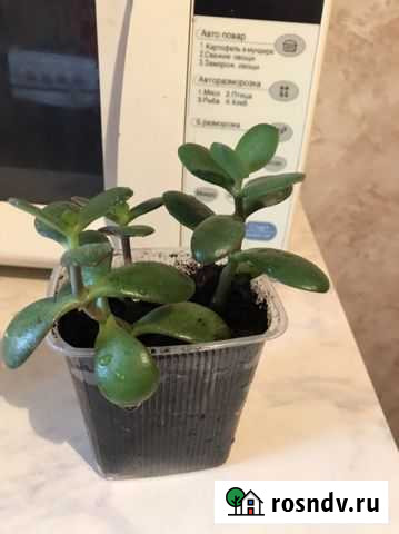 Толстянка Ростов-на-Дону - изображение 1