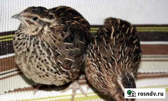 Перепела, инкубационные яйца Атемар - изображение 1