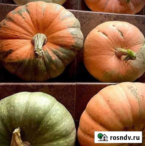 Тыква Иловля - изображение 1