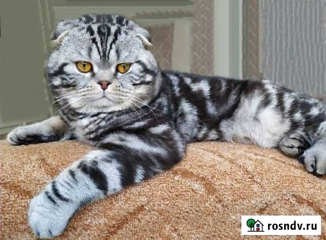 Кот вязка Брянск - изображение 1