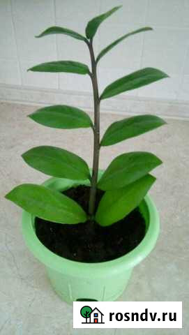 Отросток замиокулькаса Астрахань - изображение 1