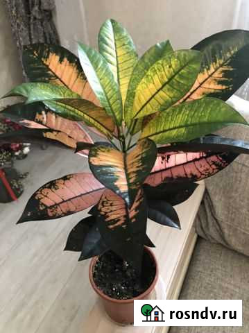 Цветок Кротон Благовещенск - изображение 1