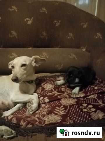 Щенок в добрые руки бесплатно Арзамас - изображение 1