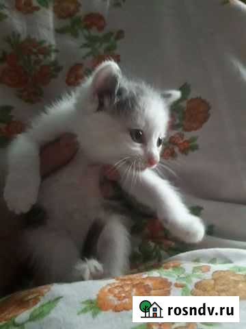 Кошки 3 цветные в добрые руки бесплатно Чита - изображение 1