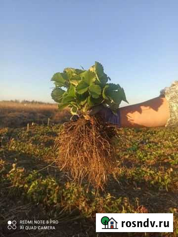 Рассада клубники, Флоренс Красногвардейское - изображение 1