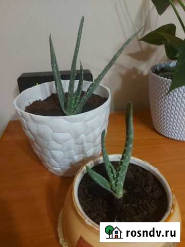 Алоэ-вера Екатеринбург - изображение 1