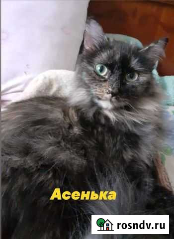 Отдам молодую стерильную кошечку Красноярск - изображение 1