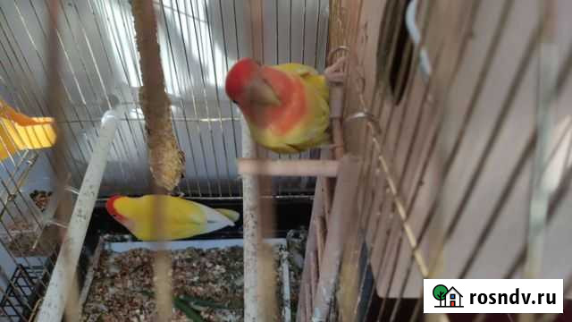 Попугай Санкт-Петербург - изображение 1