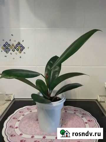 Комнатные растения Нижний Новгород - изображение 1