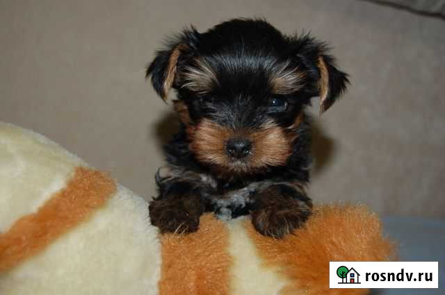 Йоркширский терьер - мальчики Заречный - изображение 1