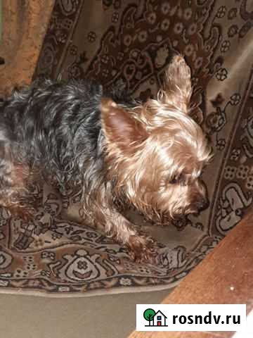 Собака Волгоград - изображение 1