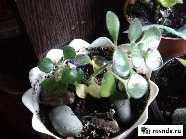 Аихризон дерево любви Электросталь - изображение 1