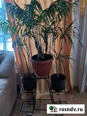 Цветы с подставкой Биробиджан - изображение 1