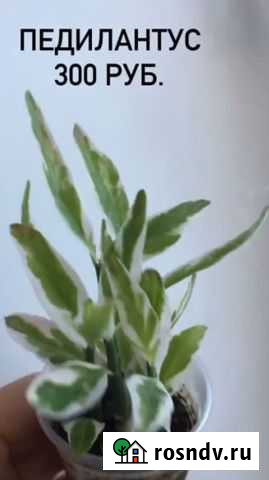 Цветок Педилантус Сарапул - изображение 1