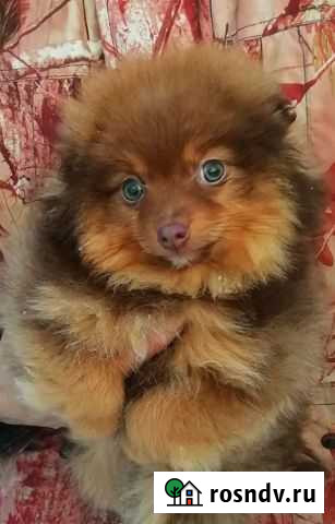 Померанский шпиц медвежьего типа Санкт-Петербург - изображение 1