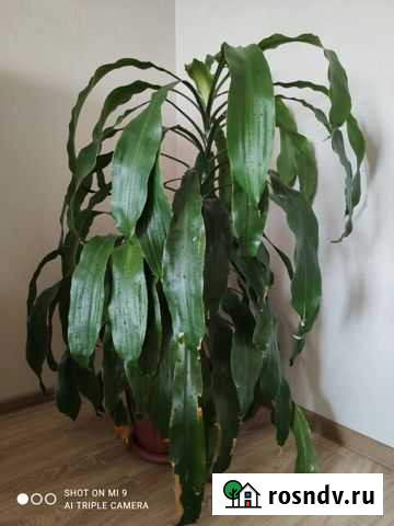 Драцена 83 см Барнаул - изображение 1