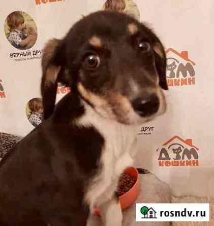 Агата ищет дом Тамбов