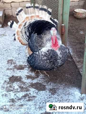 Инкубационное яйцо индюков(белая, рыжая, бронза) Вязьма - изображение 1