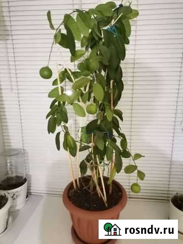 Мандариновое дерево Бузулук - изображение 1