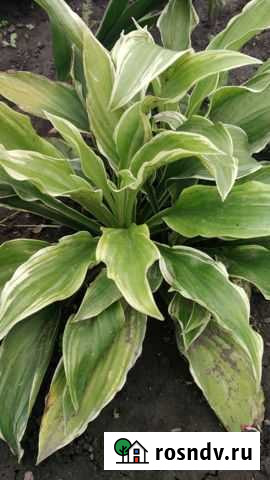 Хоста Барнаул - изображение 1