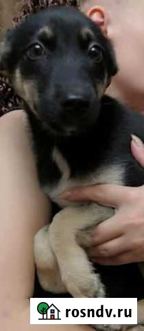 Милашки бесплатно Санкт-Петербург - изображение 1