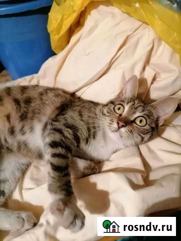 Кошки бесплатно Усолье-Сибирское - изображение 1