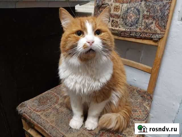 Катюша мечтает о доме Тамбов - изображение 1