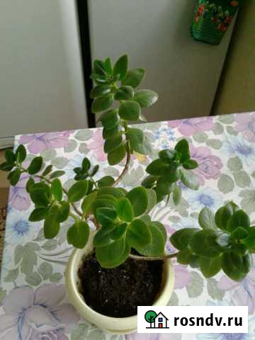 Каланхоэ Новосибирск - изображение 1