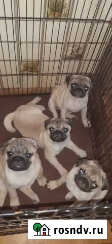 Мопс Новосибирск - изображение 1