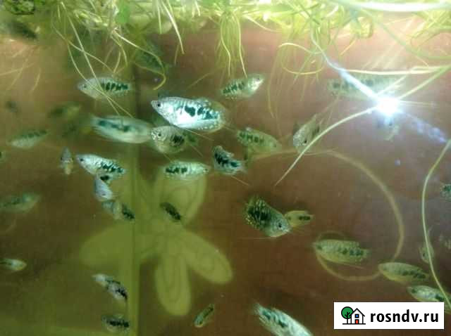 Гурами Мраморный Хабаровск - изображение 1